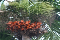 Areca catechu